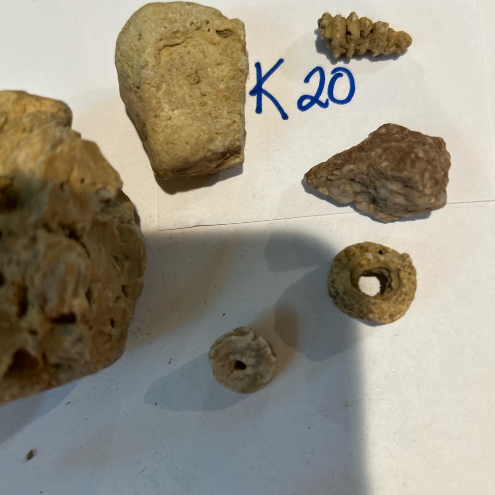 Natural Fossil Collection